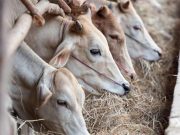 Rising methane may thwart efforts to avoid catastrophic climate change