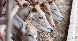 Rising methane may thwart efforts to avoid catastrophic climate change