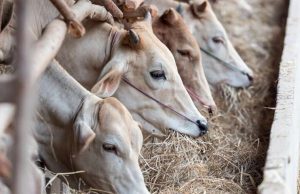 Rising methane may thwart efforts to avoid catastrophic climate change Rising methane may thwart efforts to avoid catastrophic climate change