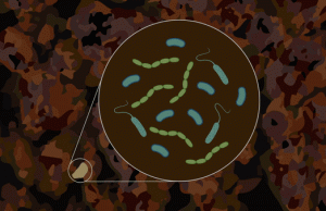 Scientists hit pay dirt with new microbial research technique Scientists hit pay dirt with new microbial research technique