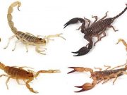 Scorpions adapt their stinging stingers and sting contents to minimize costs of venom use
