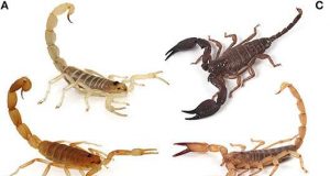 Scorpions adapt their stinging stingers and sting contents to minimize costs of venom use