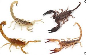 Scorpions adapt their stinging, stingers and sting contents to minimize costs of venom use Scorpions adapt their stinging stingers and sting contents to minimize costs of venom use