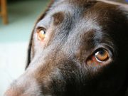 The evolution of puppy dog eyes