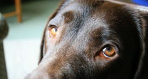 The evolution of puppy dog eyes