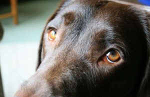 The evolution of puppy dog eyes The evolution of puppy dog eyes