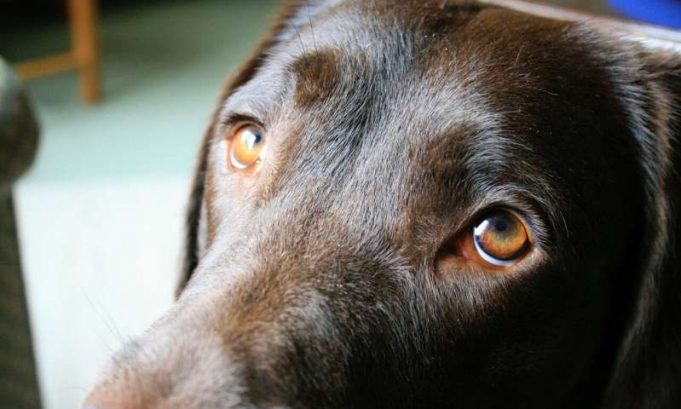 The evolution of puppy dog eyes The evolution of puppy dog eyes