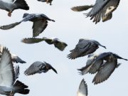 The fellowship of the wing Pigeons flap faster to fly together