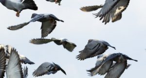 The fellowship of the wing Pigeons flap faster to fly together