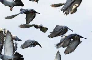 The fellowship of the wing: Pigeons flap faster to fly together The fellowship of the wing Pigeons flap faster to fly together