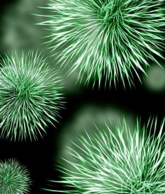 The solution to antibiotic resistance could be in your kitchen sponge The solution to antibiotic resistance could be in your kitchen sponge