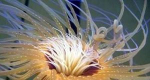 Tube anemone has the largest animal mitochondrial genome ever sequenced