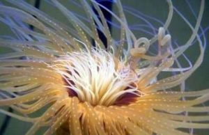 Tube anemone has the largest animal mitochondrial genome ever sequenced Tube anemone has the largest animal mitochondrial genome ever sequenced