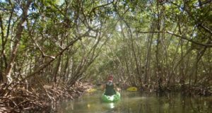 Two hours a week is key dose of nature for health and wellbeing
