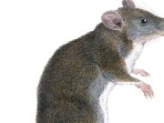 Two new species of tweezer beaked hopping rats discovered in Philippines