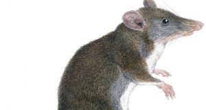 Two new species of tweezer beaked hopping rats discovered in Philippines