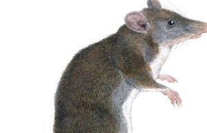 Two new species of ‘tweezer-beaked hopping rats’ discovered in Philippines Two new species of tweezer beaked hopping rats discovered in Philippines