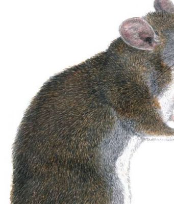 Two new species of tweezer beaked hopping rats discovered in Philippines