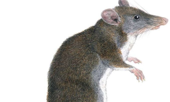Two new species of tweezer beaked hopping rats discovered in Philippines
