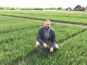 Wheat myth debunked by a major new study