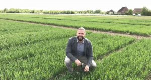 Wheat myth debunked by a major new study