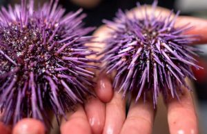 Why Noah’s ark won’t work Why Noahs ark wont work