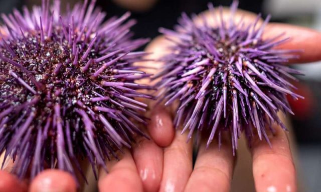 Why Noahs ark wont work Why Noahs ark wont work