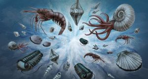cropped A new normal Study explains universal pattern in fossil record