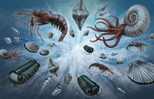 A new normal: Study explains universal pattern in fossil record cropped A new normal Study explains universal pattern in fossil record