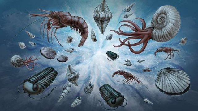 cropped A new normal Study explains universal pattern in fossil record cropped A new normal Study explains universal pattern in fossil record