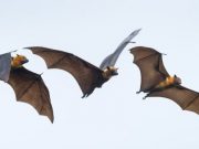 cropped Animals brain activity syncs during social interactions