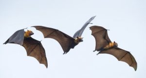 cropped Animals brain activity syncs during social interactions