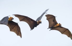 Animals’ brain activity ‘syncs’ during social interactions cropped Animals brain activity syncs during social interactions