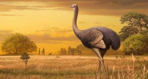 cropped Big birds Giant 1000 pound birds once roamed around Europe