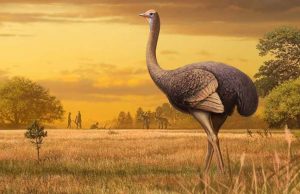 Big birds: Giant, 1,000-pound birds once roamed around Europe cropped Big birds Giant 1000 pound birds once roamed around Europe