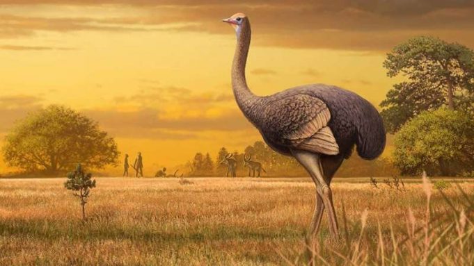 Big birds: Giant, 1,000-pound birds once roamed around Europe cropped Big birds Giant 1000 pound birds once roamed around Europe