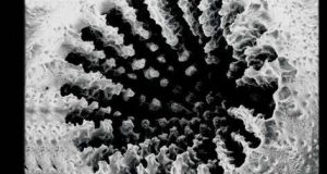 cropped Coral found to prefer eating microplastic to natural food