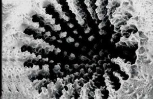 Coral found to prefer eating microplastic to natural food cropped Coral found to prefer eating microplastic to natural food