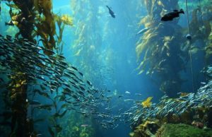 Damage to the ozone layer and climate change forming feedback loop cropped Damage to the ozone layer and climate change forming feedback loop