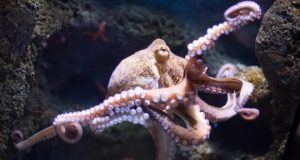 cropped How octopus arms make decisions