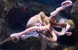 How octopus arms make decisions cropped How octopus arms make decisions