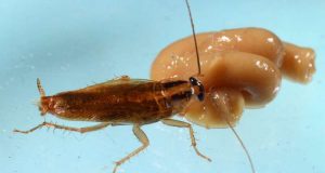 cropped Rapid cross resistance bringing cockroaches closer to invincibility