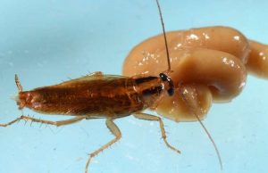 Rapid cross-resistance bringing cockroaches closer to invincibility cropped Rapid cross resistance bringing cockroaches closer to invincibility