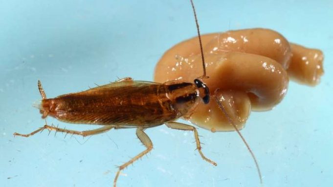 Rapid cross-resistance bringing cockroaches closer to invincibility cropped Rapid cross resistance bringing cockroaches closer to invincibility