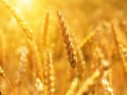cropped Scientists develop climate ready wheat that can survive drought conditions