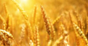 cropped Scientists develop climate ready wheat that can survive drought conditions