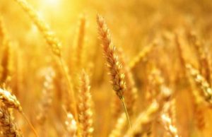 Scientists develop climate-ready wheat that can survive drought conditions cropped Scientists develop climate ready wheat that can survive drought conditions