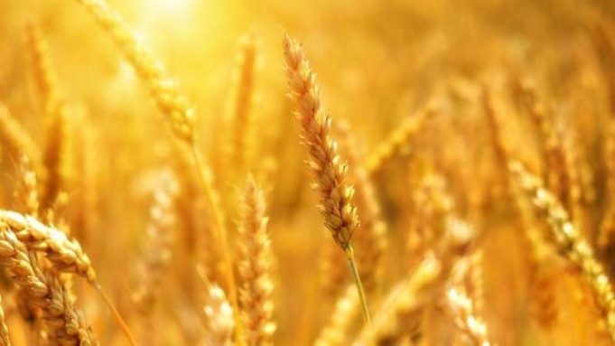 Scientists develop climate-ready wheat that can survive drought conditions cropped Scientists develop climate ready wheat that can survive drought conditions