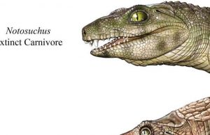 Some extinct crocs were vegetarians cropped Some extinct crocs were vegetarians
