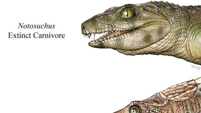 cropped Some extinct crocs were vegetarians cropped Some extinct crocs were vegetarians